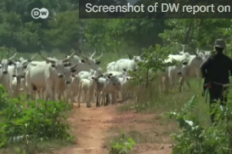 Éleveur de bétail peul dans le sud du Nigeria.